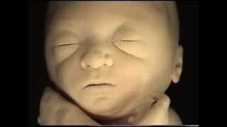 Fetus Exhibit Museum of Science and Industry Chicago IL