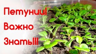 Молодые петунии. Особенности роста. Тонкости ухода. Когда пикировать?