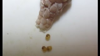 Появление улиток ампуллярий из кладки. Аквариум.