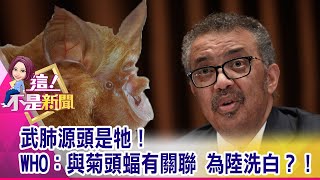 雲南菊頭蝠有SARS病毒傳人基因 果子狸白背鍋了…蝙蝠糞是否攜帶武肺病毒？石正麗揭新病毒元兇？-【這！不是新聞 精華篇】20200213-6
