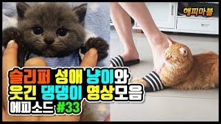 슬리퍼 성애 냥이와 웃긴 댕댕이의 영상모음 ㅋㅋ #33 Dogs and Cat Funny Moments | Funny Animals Compilation #33