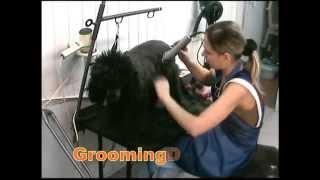 стрижка пуделя groomingdogs.ru