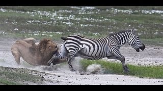 Львы охотятся на зебр!! Реальная Африка!!!
