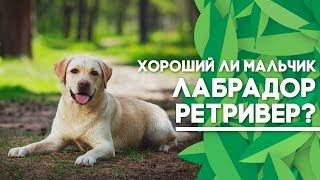 Лабрадор Ретривер - Обзор породы