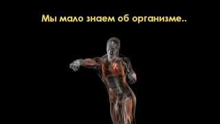 Анатомия строение мышц человека  Принцип работы мышц и их виды