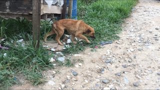 Com um tumor enorme na mama ela foi jogada fora  na pista para morrer
