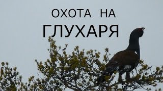 Охота на ГЛУХАРЯ