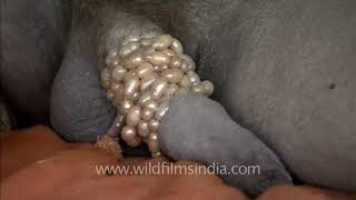 Indian sadhu has a good time