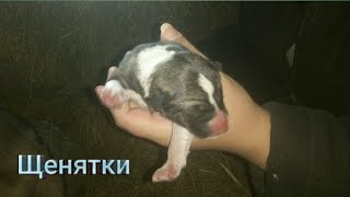 Щенки, первые роды у собаки, Кора ощенилась =)