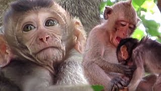 baby sika breastfeeding mommy morning and sok playing with brother Full HD 1080p/popular daily