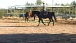 Black Missouri Fox Trotting Horse