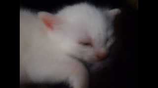 Котёнок сосёт титьку