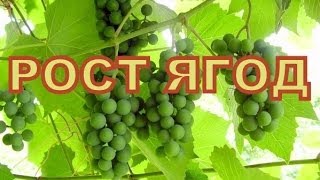 ВИНОГРАД.РОСТ ЯГОД