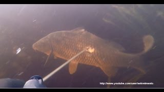 Классная рыбалка и подводная охота на карпа