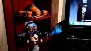 funny video with a parrot  попугай играет в прятки ) волнистый попугай и ноутбук