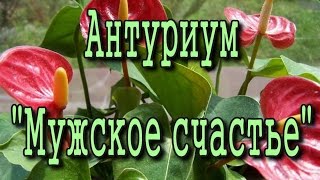 АНТУРИУМ «МУЖСКОЕ СЧАСТЬЕ». Особенности ухода в домашних условиях