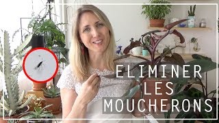? Astuce anti moucherons sur les plantes d'intérieur | Solution naturelle