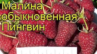 Малина обыкновенная Пингвин (Pingvin). Краткий обзор, описание характеристик, где купить саженцы