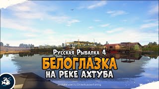 Белоглазка на реке Ахтуба • Русская Рыбалка 4