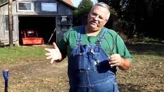 Grow Your Own Grape Plants
