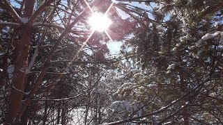 Поход. Сходил с собаками на рыбалку.