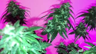 Fast Buds - Gorilla Glue Auto Harvest (Day 67)