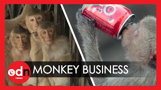 CRAZY! 6,000 Sex-Mad Sugar Fuelled Monkeys Rampage Through the Streets of Thailand