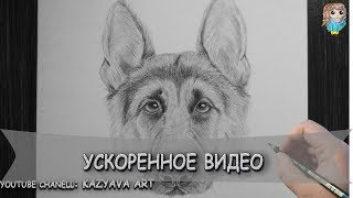 Воскресный "мультик". Немецкая овчарка