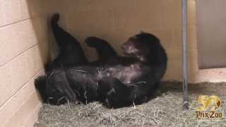 Andean Bear Cub Wrestling with Mom
