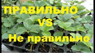 Как правильно садить кассетную рассаду клубники.