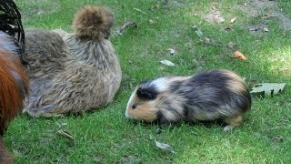 Краков-мини зоопарк. Krakow mini zoo.