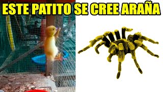 8 Animales fingiendo ser otros animales - parte 2