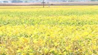 The New Era of Grain Prices
