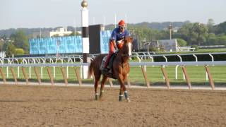 A tribute to California Chrome {The Call} Happy Retirement
