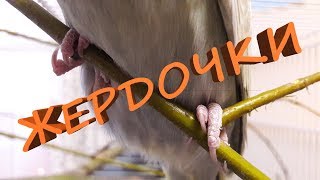 ? Какие жердочки должны быть в клетке у волнистого попугая. What perches for a wavy parrot