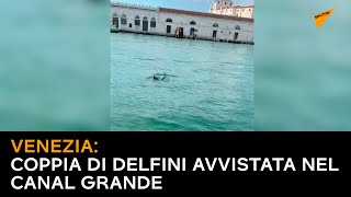 Venezia: coppia di delfini avvistata nel Canal Grande
