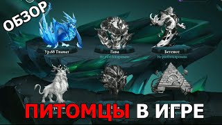 DESTINY SUMMONER обзор обновления. Пещера Арката и питомцы в игре. Желательный призыв и новый герой.