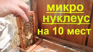 Пчеловодство,микронуклеус на 10мест,облет матки,засев