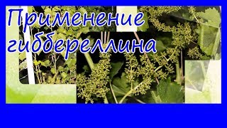 Применение Гиббереллина