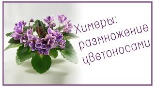 Химеры: размножение цветоносами