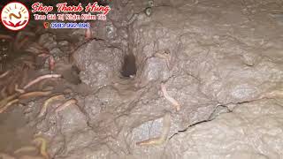 Rươi Tươi Giá Bao Nhiêu 1kg Rươi Đông Lạnh Giá Bao Nhiêu 1kg