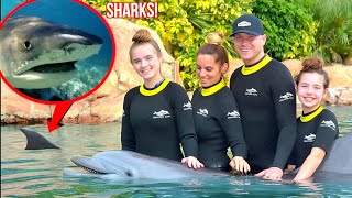 SWIMMING WITH SHARKS AND DOLPHINS IN FLORIDA ??*OUR BEST VACATION EVER!