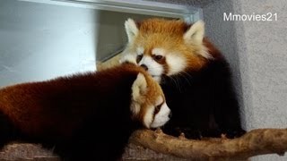 私のしっぽ枕にしないで〜Red Panda,My tail isn't a pillow