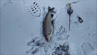 Ловля форели и сижка на нижнем. Рыбалка со льда. Клёвое место, Лосиный остров