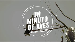 Un Minuto de Aves #58 Milano Caracolero