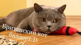 СМЕШНАЯ реакция британского кота на кошачью мяту / British cat/ 有趣的英国猫