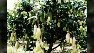 इस तरह से आम की वैज्ञानिक खेती करें / साल में डबल पैदावार और करोड़ो की  कमाई