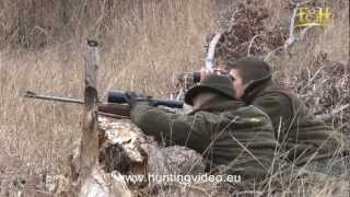 Wild Boar, Red Deer, Mouflon Hunting In Hungary Bükkszenterzsébet (HD)