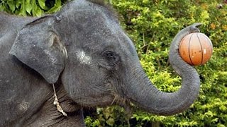 Цирк слонов в Тайланде. Слоны в цирке играют в баскетбол. Elephants in the circus playing basketball