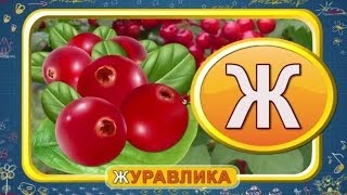Мультипедия. Русский алфавит Буква Ж (Уроки тетушки Совы)